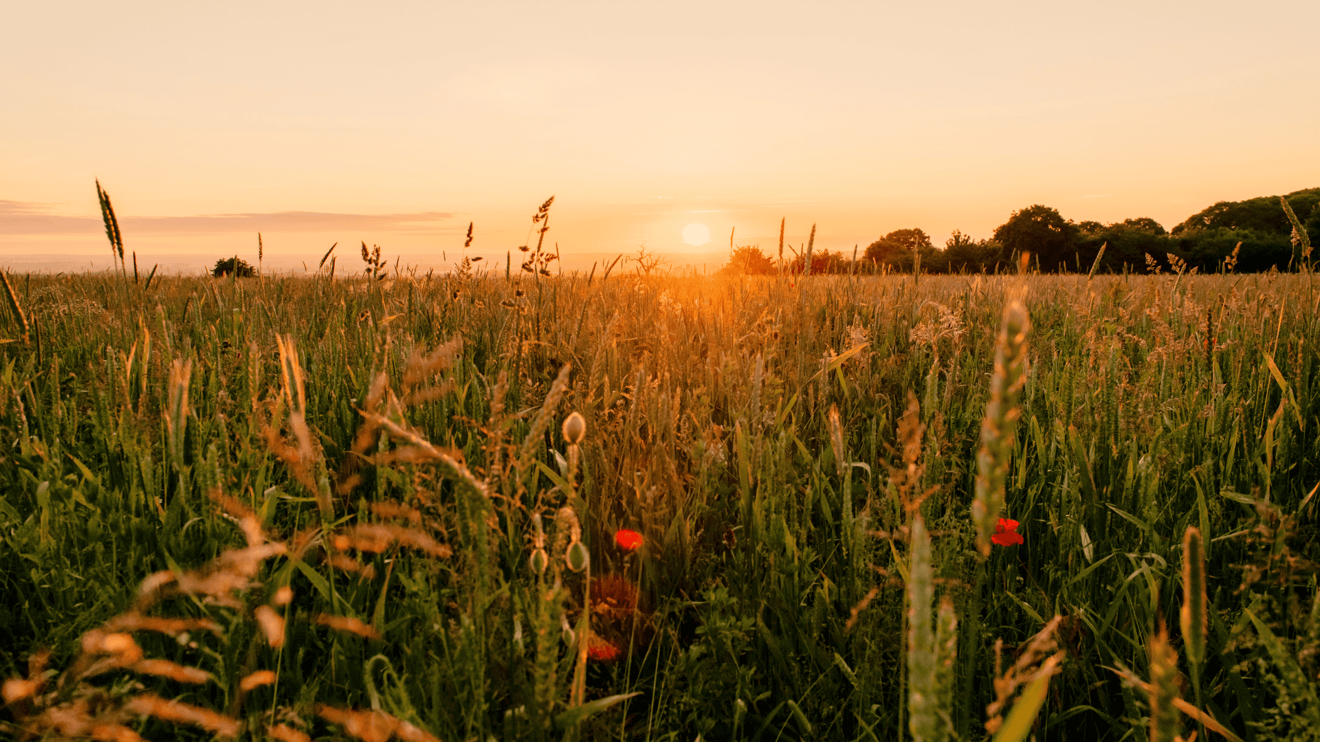 Image of a sunset over cornfields.